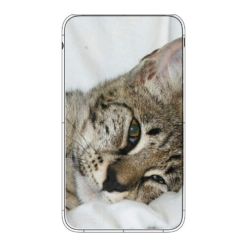 Ocicat – Image 4