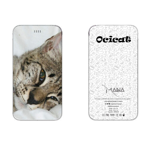 Ocicat – Image 3