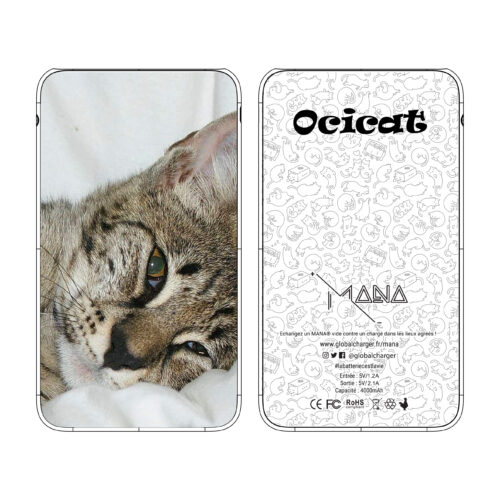 Ocicat – Image 6