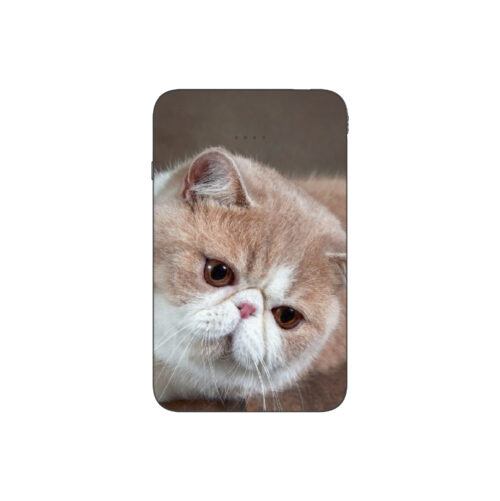 Batterie externe MANA Exotic Shorthair