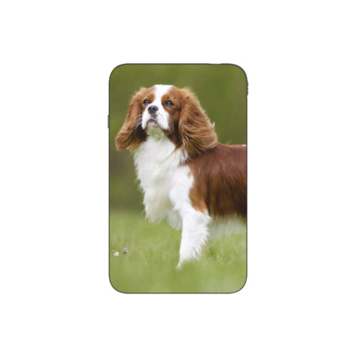 Batterie externe MANA Cavalier King Charles